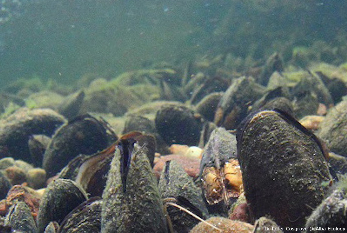 Image of mussels in a river