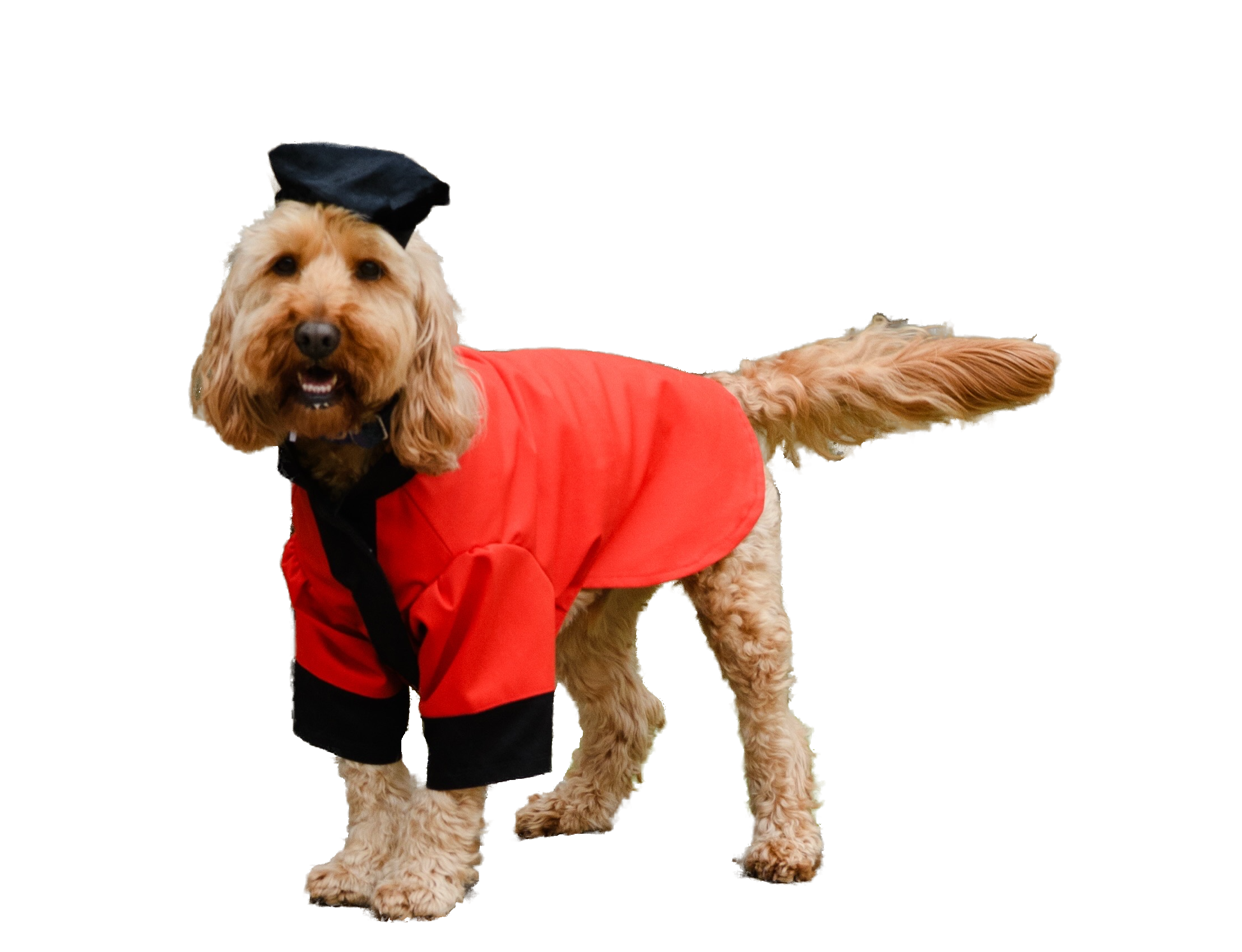 Ziggy in his graduation gown